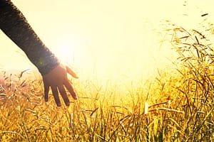 meadow in the sun